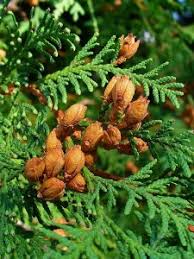 Click on this article to learn how to fertilize an arborvitae and the type of fertilizer for arborvitae. 5 Things Every Arborvitae Owner Should Know Tomlinson Bomberger