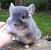 Chinchilla White
