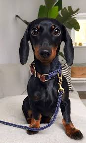 Collier Pour Chien Original En Corde Rope Collier Chien Chien Laisse Pour Chien