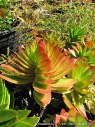 Image result for Crassula rhodesica