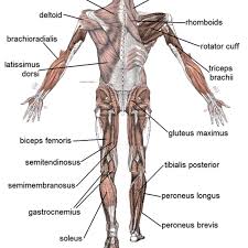 The quadriceps femoris is the largest muscle in the body by muscle mass. Human Muscular System What S The Busiest Muscle In The Body Owlcation
