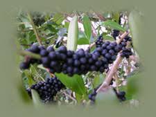 Image result for Rapanea