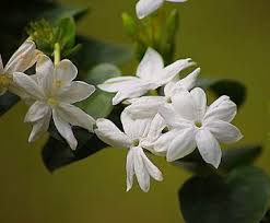 Check spelling or type a new query. Types Of White Flowers Stunning White Flowering Plants
