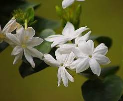 Wondering what type of flower to give on a special occasion? Types Of White Flowers Stunning White Flowering Plants