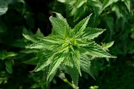 Other stinging nettle safety concerns: Stinging Nettle Are Toxic To Pets Pet Poison Helpline