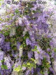 Image result for Petrea volubilis