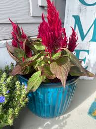 Image result for Celosia