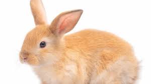 Soal pilihan ganda descriptive text tentang animal kelas 7 beserta jawaban. Soal Kunci Jawaban Latihan Uas Dan Pas Bahasa Inggris Kelas 7 Smp Does Rabbit Has Short Teeth Halaman All Tribunnewsmaker Com