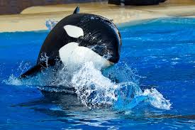 Resultado de imagen de imagenes de loro parque