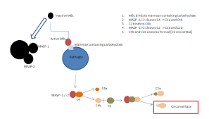 Image result for Complement Pathway