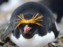 The penguin is black and white. Chilling With 7 Types Of Penguins In Antarctica Sand In My Suitcase