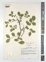 Image result for Haplocoelum