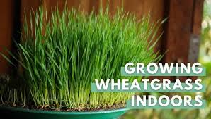 The place you want to grow this grass depends on what is available to you. Growing Wheat Grass Indoors In 5 Simple Steps