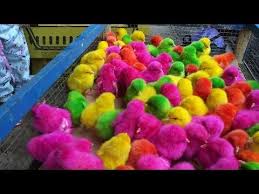 Ayam Lucu Warna Warni Fvaffv Sih 1ayam Rainbow Beli Di Pasar Vlog Adiva Ainun Youtube Indian Designer Suits Indian Design Designer Suits