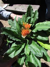 Image result for Scadoxus membranaceus