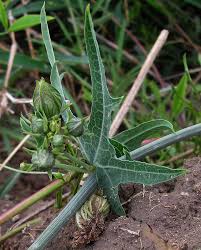 Image result for Coccinia sessilifolia