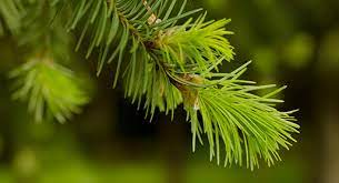 White fir, thin trunk on blue screen, chroma key, alpha, alfa. Tree Guide Oregonforests