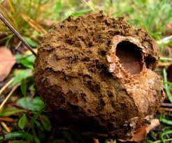 Check spelling or type a new query. The Monthly Mushroom Stump Puffball Lycoperdon Pyriforme Woodlands Co Uk