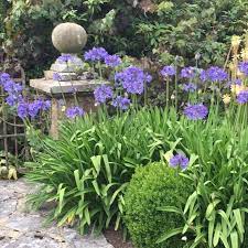 Find Out How To Grow And Care For Agapanthus Also Known As African Lily In Your Garden Summer Plants Agapanthus African Lily