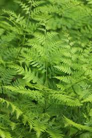 Image result for Pteridium