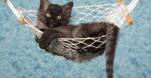 Instructions Pour Fabriquer Un Jouet Pour Chat Node Vocab 3 Term Jouet Pour Chaton Jouet Pour Chat Hamac Chat