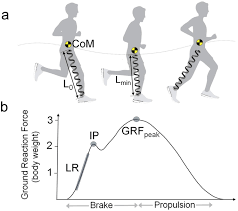 running in highly cushioned shoes increases leg stiffness