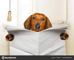 Cão sentado no banheiro — Foto © damedeeso #171044038