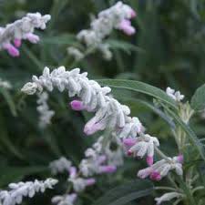 We did not find results for: Salvia Leucantha Danielle S Dream Ferpink Pp21 734 At San Marcos Growers
