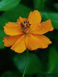 To All My Wonderful Friends Hope You Have A Fantastic Day Beautiful Flowers Wallpapers Flower Aesthetic Flower Images