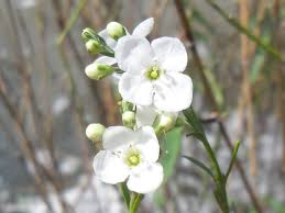 Image result for Gomphostigma