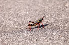 Check spelling or type a new query. 150 Romalea Microptera Stock Photos And Images 123rf