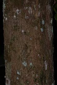 Image result for Pseudobersama