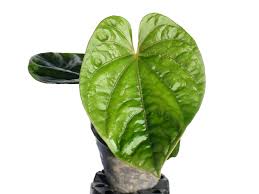 Image result for Exochaenium debile