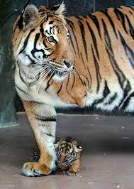 pin on tigers