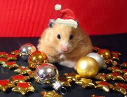 Cute Christmas Animals Christmas Animals Christmas Hamster Funny Christmas Pictures