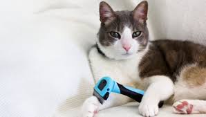 The falling cat problem is a problem that consists of explaining the underlying physics behind the observation of the cat righting reflex: Do Domestic Shorthair Cats Shed A Lot My British Shorthair