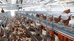 They are likely able to perch and build nests where they can lay their eggs. What The Fast Food Industry S Shift To Cage Free Eggs Really Means Eater