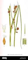 Image result for Cladium mariscus