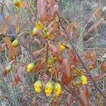 Image result for Ochna pulchra