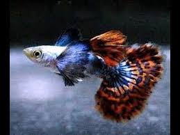 Platinum Red Mosaic Hm Htd Dumbo Big Ear Guppy Thai Beauty Hd Youtube Guppy Fish Guppy Saltwater Fish Tanks