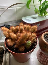Desert cactus plants enjoy about four hours of direct sunlight each day, particularly sea urchin cactus. Please Help Me With Your Knowledge Wondering If This Cactus Plant That I Unfortunately Overwatered Has Any Potential And If So What Should I Do I Cut The Rotting Root Off