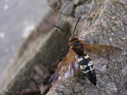 The wasp will paralyze the cicada with her venomous sting. Cicada Killer Wasp Nc State Extension Publications