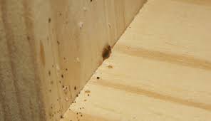 Still not sure if the bug you spotted is a bed bug or not? How To Identify Bed Bug Eggs Fantastic Pest Control
