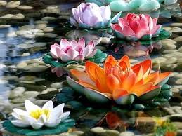 Check spelling or type a new query. Chinese Flowers Symbolism Sign Of Luck Sunsigns Org