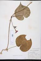 Image result for Ipomoea parasitica