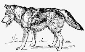 Deviantart is the world's largest online social. Wolf Line Drawing Wolf Black And White Clipart Transparent Png 1280x722 Free Download On Nicepng