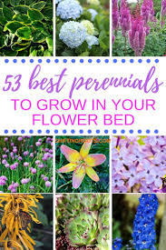Low maintenance perennial flowers for shade. 53 Favourite Perennials To Plant In Zone 3 Shifting Roots Small Flower Gardens Backyard Flowers Garden Flowers Perennials