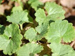 How to grow creeping jenny. How To Get Rid Of Creeping Charlie