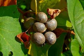 Image result for Polystachya pamelae