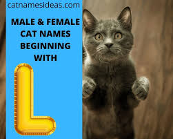 Lists of widely used given names can consist of those most often bestowed upon infants born within the last year. Most Popular Male Female Cat Names Beginning With L 2021 Cat Names Ideas